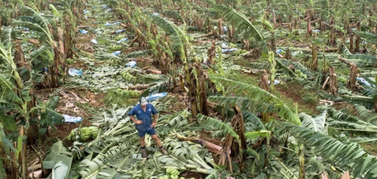 banana crops australia
